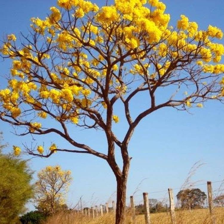 Associação da Comunidade Remanescente de Quilombo do Levantado